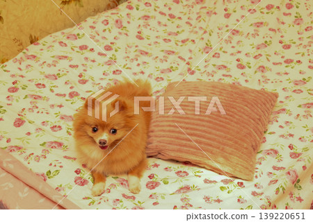 spitz lying on a bed with a floral bedspread spitz lying on a bed with a floral bedspread 139220651
