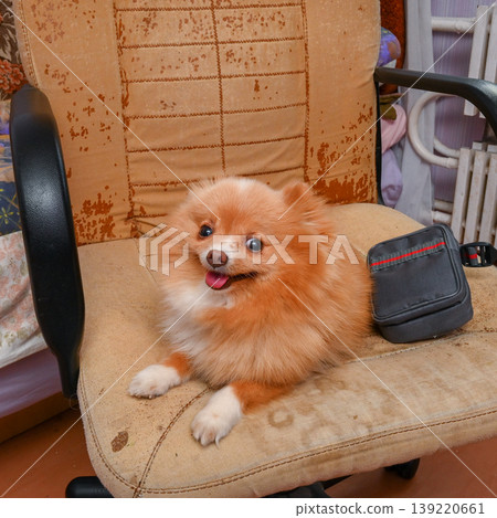 ginger pomeranian spitz sitting in an old office chair next to a small black bag ginger pomeranian spitz sitting in an old office chair next to a small black bag 139220661