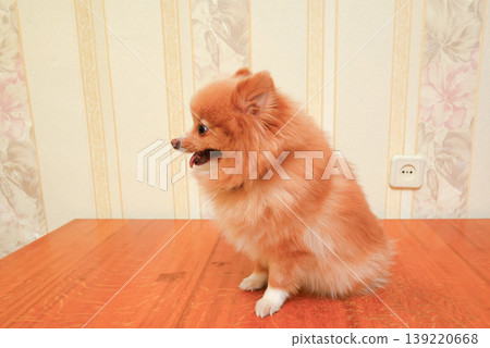 ginger spitz sits in profile on a wooden table by the wall ginger spitz sits in profile on a wooden table by the wall 139220668