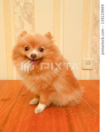 smiling ginger spitz sits on a wooden table in the room 139220669
