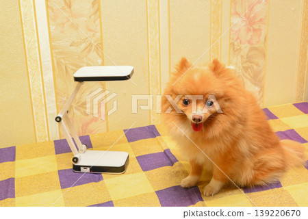 spitz on a checkered blanket next to a white folding lamp spitz on a checkered blanket next to a white folding lamp 139220670