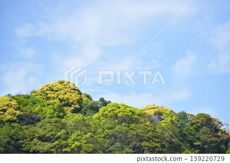 Fresh green and blue sky Fresh green and blue sky 139220729