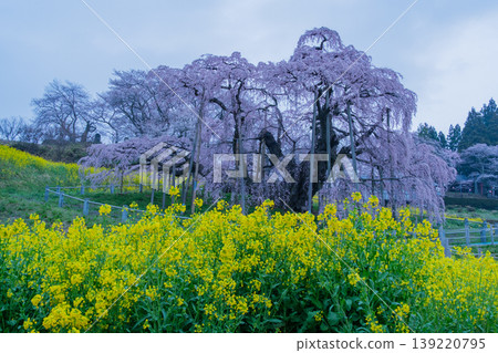 瀧櫻美春和油菜花 瀧櫻美春和油菜花 139220795