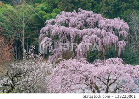森林與福壽寺櫻花 森林與福壽寺櫻花 139220801