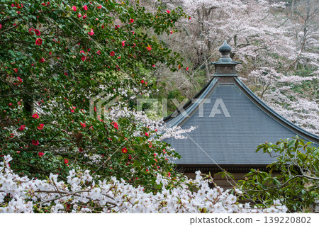 山茶花與寺廟建築 139220802