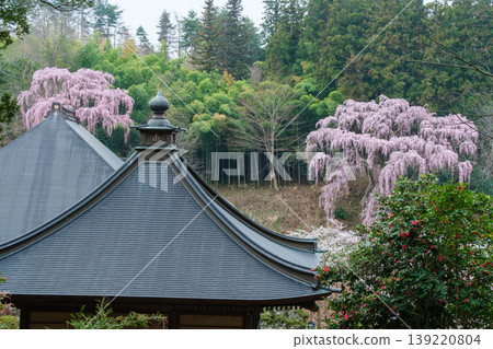 福壽寺櫻花和竹林 福壽寺櫻花和竹林 139220804