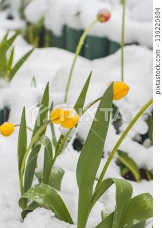 Spring snow surrounds tulip buds and leaves in garden bed, April spring snow on flowers during late season snowfall. Natural background for spring snow, weather, gardening, calendar, design Spring snow surrounds tulip buds and leaves in garden bed, April spring snow on flowers during late season snowfall. Natural background for spring snow, weather, gardening, calendar, design 139220894