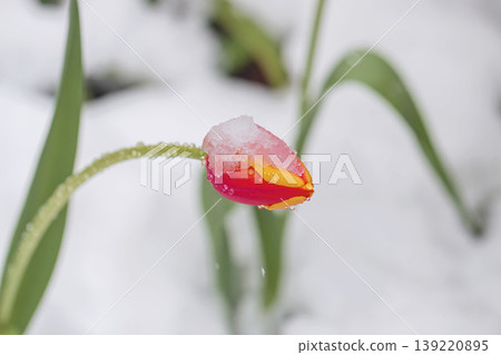 Snow rests on a red tulip bud with fresh drops. Spring Snow. Concept of cold spring, seasonal surprise, climate change, gardening risk 139220895