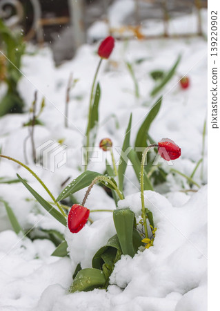 Red tulip flowers bend under snow after spring snowfall in garden bed. Concept of nature survival, spring frost, weather impact, climate change, gardening risk, cold snap, seasonal damage 139220902