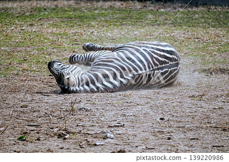 zebra zebra 139220986