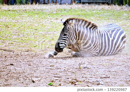zebra  139220987