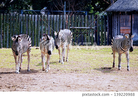 zebra zebra 139220988