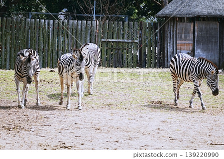 zebra zebra 139220990