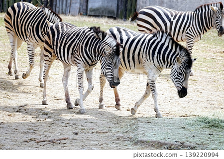 zebra zebra 139220994