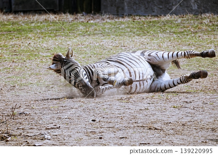 zebra zebra 139220995