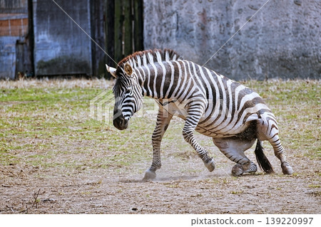 zebra zebra 139220997