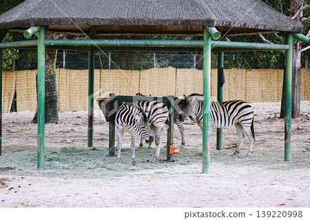 zebra zebra 139220998