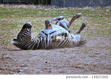 zebra zebra 139221002