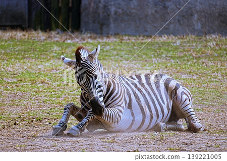 zebra zebra 139221005