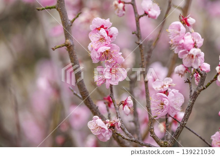 The full bloom of pink plum blossoms signals the arrival of spring. The full bloom of pink plum blossoms signals the arrival of spring. 139221030
