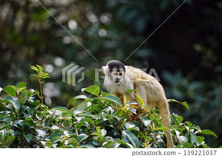 Common squirrel monkey 139221037