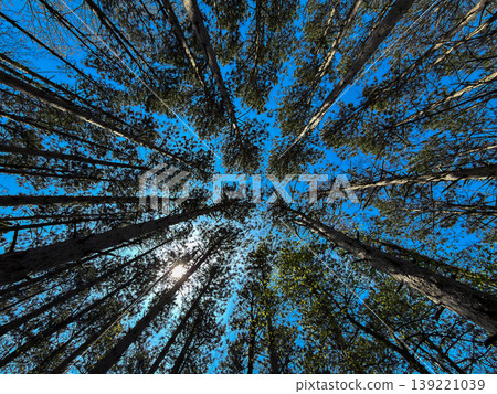 Looking Up Tall Pine Trees Forest Canopy Against Blue Sky Sunlight Nature Background Woodland Perspective Scenic Outdoor Landscape Photography Looking Up Tall Pine Trees Forest Canopy Against Blue Sky Sunlight Nature Background Woodland Perspective Scenic Outdoor Landscape Photography 139221039