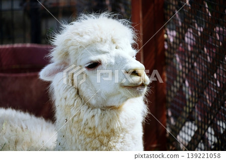 Alpaca Alpaca 139221058
