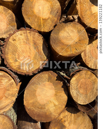 Close Up of Freshly Cut Pine Logs in a Stack Showing Growth Rings Close Up of Freshly Cut Pine Logs in a Stack Showing Growth Rings 139221182