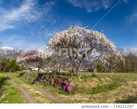 Cherry blossoms in full bloom, heralding the arrival of spring, and the Northern Alps. 139221287