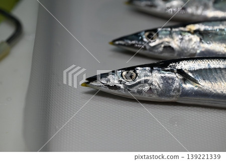 Fresh raw saury, a taste of autumn Fresh raw saury, a taste of autumn 139221339