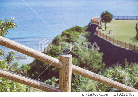 海灘上的藍磯鶇(沖繩知念岬,沖繩) 海灘上的藍磯鶇(沖繩知念岬,沖繩) 139221495
