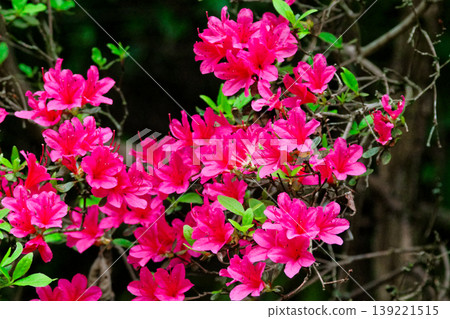 杜鵑花(Rhododendron kirishimaense,杜鵑花科植物)的開花 杜鵑花(Rhododendron kirishimaense,杜鵑花科植物)的開花 139221515