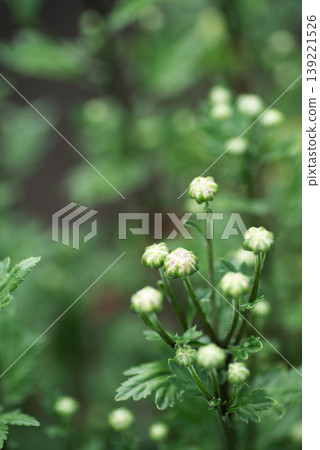 Chrysanthemum buds growing amidst the greenery Chrysanthemum buds growing amidst the greenery 139221526