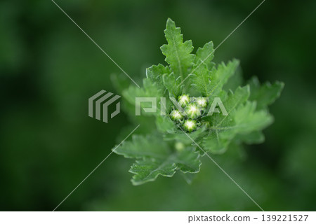 噴霧菊花苞被深綠色包裹 139221527