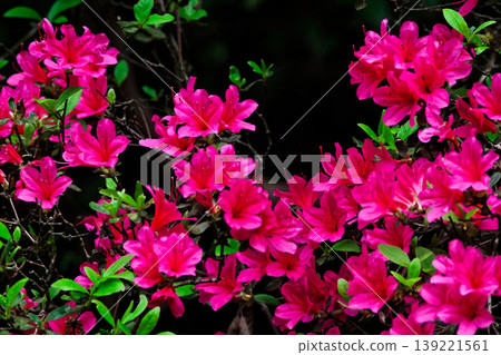 杜鵑花(Rhododendron kirishimaense,杜鵑花科植物)的開花 杜鵑花(Rhododendron kirishimaense,杜鵑花科植物)的開花 139221561