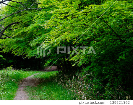 愛知縣森林公園內綠樹成蔭,步道蜿蜒。 愛知縣森林公園內綠樹成蔭,步道蜿蜒。 139221562