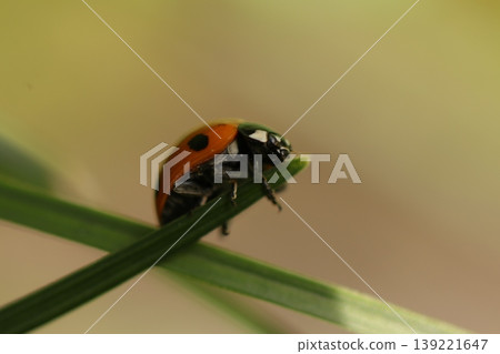 Ladybug Ladybug 139221647