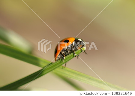 Ladybug Ladybug 139221649