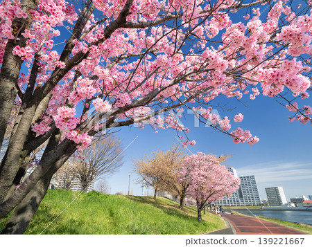 東京都薰入公園，陽光櫻花大道，東京 139221667
