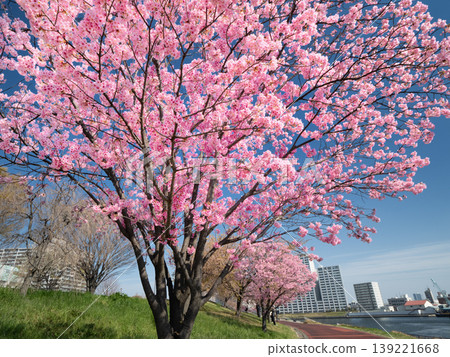 東京都薰入公園，陽光櫻花大道，東京 139221668