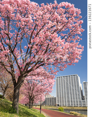 東京都薰入公園，陽光櫻花大道，東京 139221671