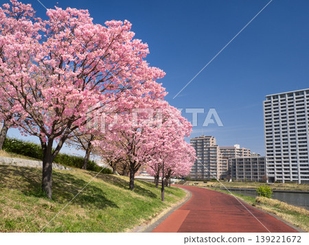 東京都薰入公園,陽光櫻花大道,東京 東京都薰入公園,陽光櫻花大道,東京 139221672
