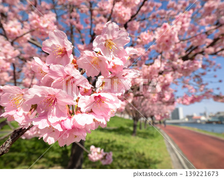 Tokyo Metropolitan Shioiri Park, Sunlit Cherry Blossom Avenue, Tokyo Tokyo Metropolitan Shioiri Park, Sunlit Cherry Blossom Avenue, Tokyo 139221673