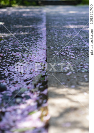 鎌倉26416、淨智寺3、櫻花風雪 139221700