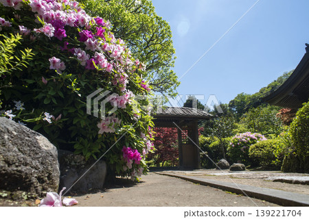 Kamakura 26416, Kaizoji Temple 1, Azaleas Kamakura 26416, Kaizoji Temple 1, Azaleas 139221704