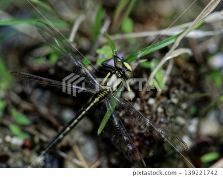 雌性蜻蜓(蜻蜓科)的羽化 雌性蜻蜓(蜻蜓科)的羽化 139221742