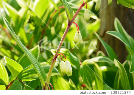 Amadocoro白花 Amadocoro白花 139221874