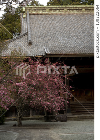 鎌倉 26328 妙本寺 57 海棠樹的傍晚景色 139222064