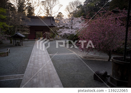 鎌倉 26328 妙本寺 5 傍晚景色:染井吉野櫻花與海棠花 鎌倉 26328 妙本寺 5 傍晚景色:染井吉野櫻花與海棠花 139222065
