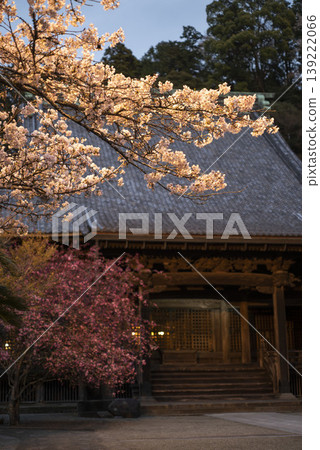 鎌倉 26328 妙本寺 4 夜景 盛開的海棠樹 鎌倉 26328 妙本寺 4 夜景 盛開的海棠樹 139222066